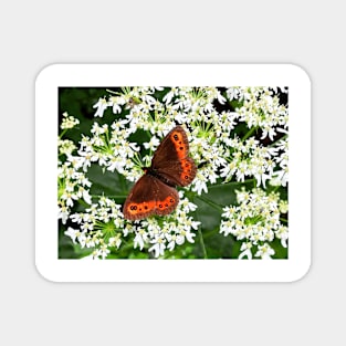 Orange Butterfly on white Lace Flowers Magnet