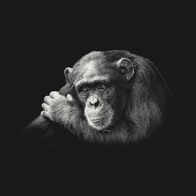 Chimpanzee in Thoughtful Pose by scotch