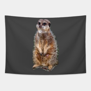 Meerkat on watch Tapestry