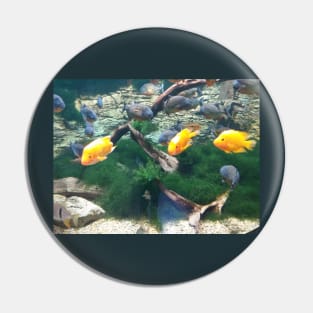 Fish of Budapest Pin