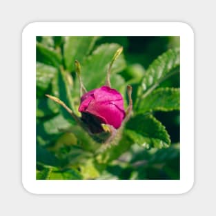 Beautiful rose bud Magnet