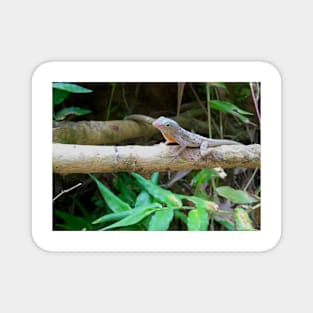 Cute Lizard Magnet