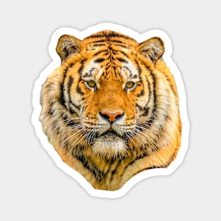 Siberian Tiger Magnet