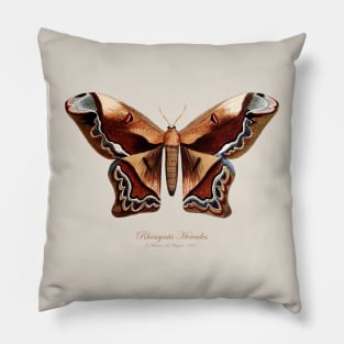 Moth - Giant Silk Moth, Rhescyntis Hercules or Arsenura Sylla Pillow