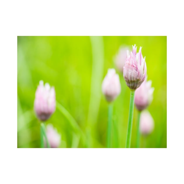 Chives Flower Buds by ansaharju