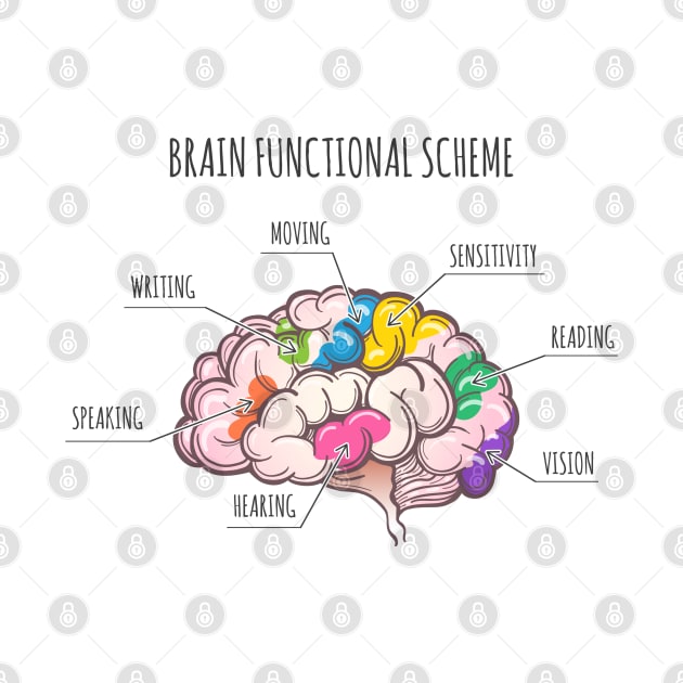 Human Brain Functional Scheme. by devaleta