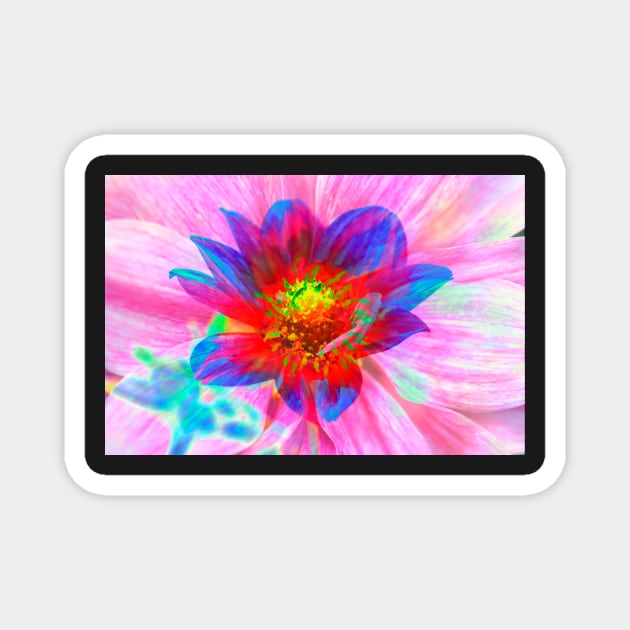 Dahlia, Dahlia, abstract, colorful, flower, bloom Magnet by Kruegerfoto