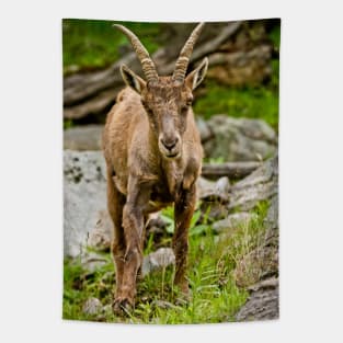 Baby Ibex Tapestry