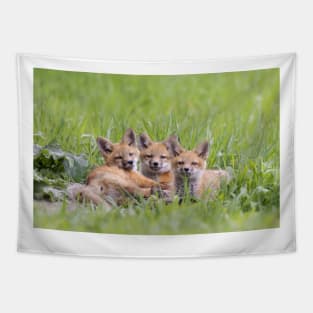 Red fox kit triplets Tapestry