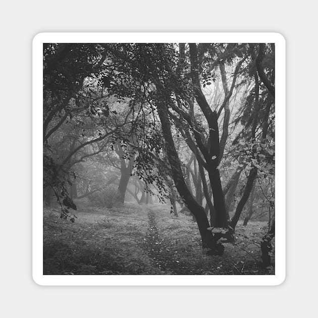 Foggy morning Magnet by CarlaSophia