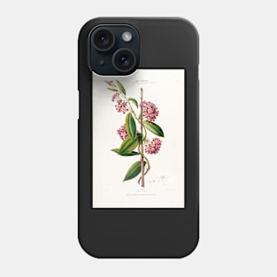 Hoya carnosa - botanical illustration Phone Case