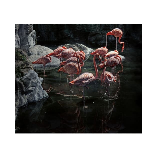 flamingos by jmpznz