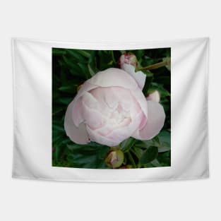 peony Tapestry