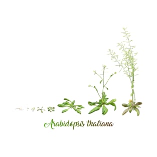 Arabidopsis thaliana development T-Shirt