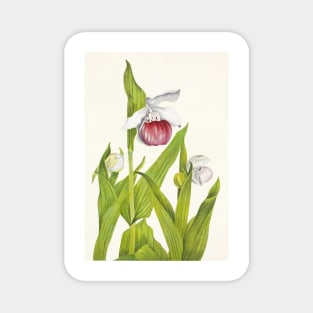 Showy lady's slippers - Botanical Illustration Magnet