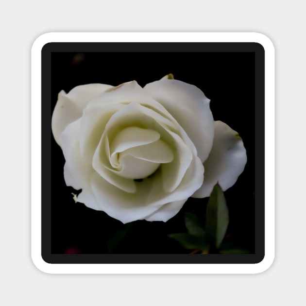 White rose blossom on black background Magnet by kall3bu