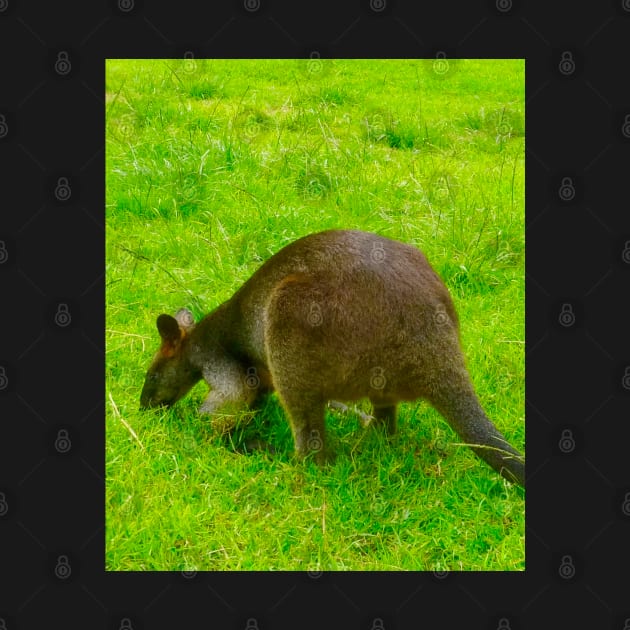 The Wallaby Feeds! by Mickangelhere1