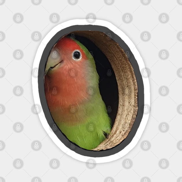 Parakeet Illusion Magnet by Gearysworld 