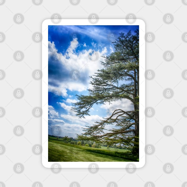 Cedar of Lebanon tree with blue sky Magnet by heidiannemorris