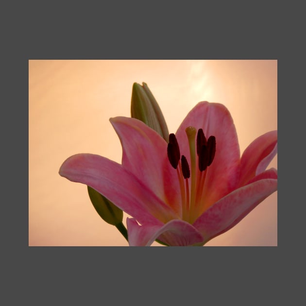 Lily on Orange, studio Pink  Flower close up by JonDelorme