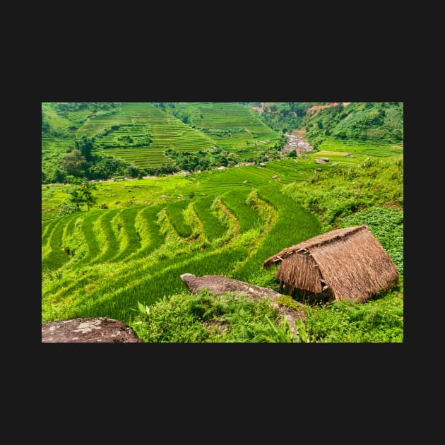 Rice Terraces. by bulljup