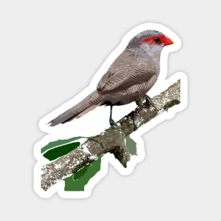 Common Waxbill or St Helena Waxbill Magnet