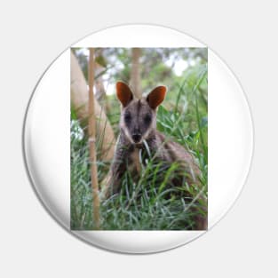 Brush-tailed Rock Wallaby Pin