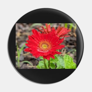 Red Wet Gerber Daisy Pin