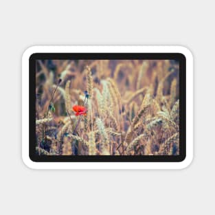 Wild Poppy in the Wheat Field Magnet