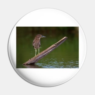 Juvenile Night Heron Pin