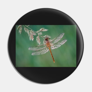 Common Darter Dragonfly on grass Pin