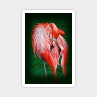 Pink Flamingo Magnet