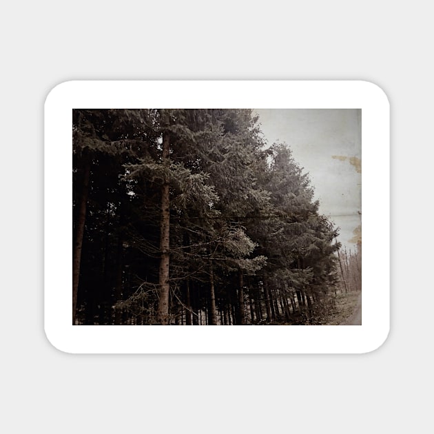 Vintage misty forest photography Magnet by Dturner29