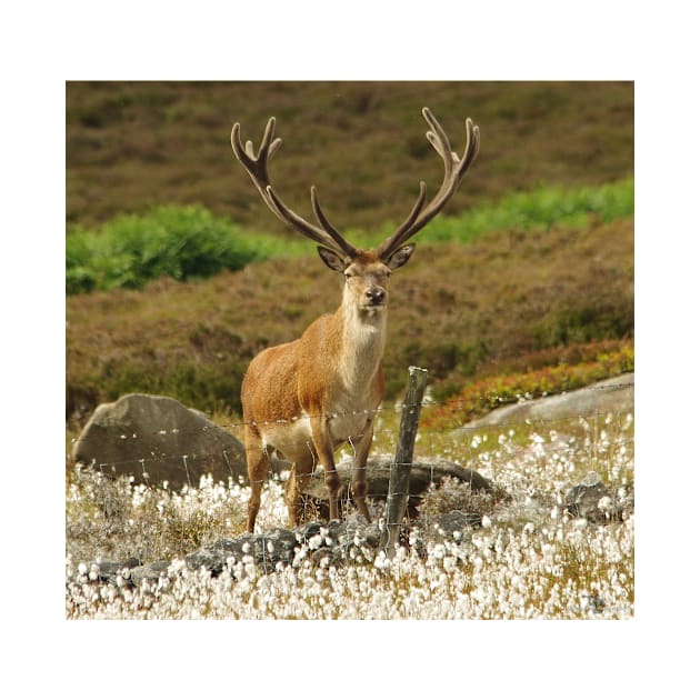 stag in cotton grass peak district by Simon-dell