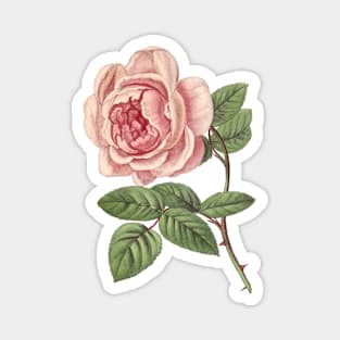 Pink Rose Flower Magnet