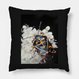 Murgantia histrionica (Harlequin Bug) in Southern California, USA Pillow