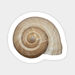 Shell Spiral Magnet