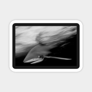 Oceanic White Tip Shark in Action in Black and White Magnet