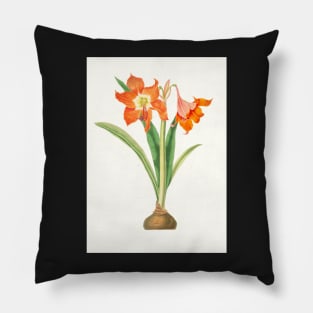 Barbados lily - Hippeastrum puniceum - botanical illustration Pillow
