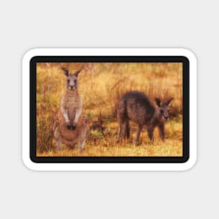 Kangaroos Magnet