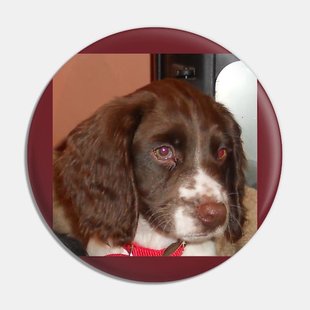 english springer spaniel liver white puppy Pin by Wanderingangel