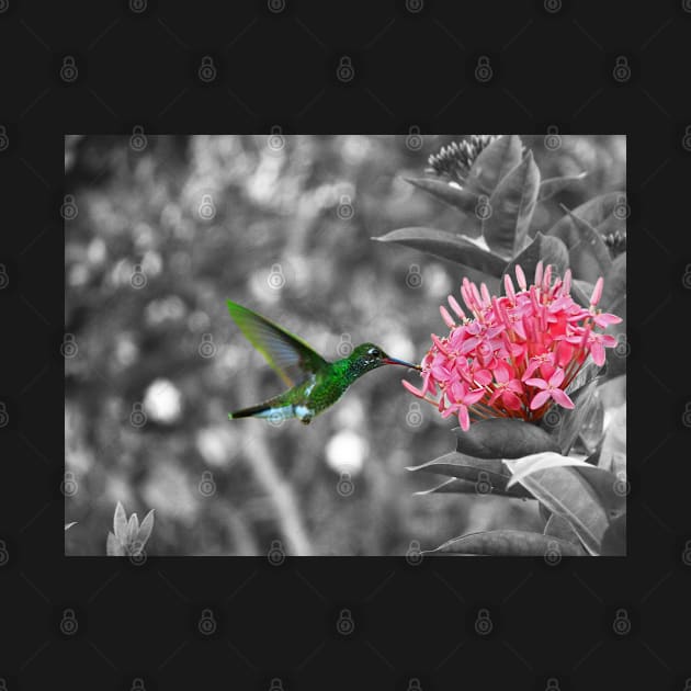 Hummingbird on a pink flower by FollowHedgehog