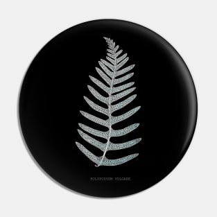 Fern - Polypodyum Vulgare - X-ray effect - 09 Pin