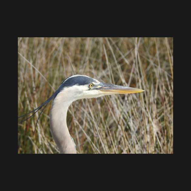 Great Blue Heron by eBirder