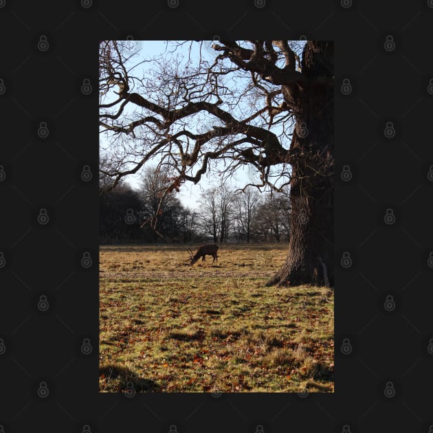 Wild deer grazing in forest by LeighsDesigns