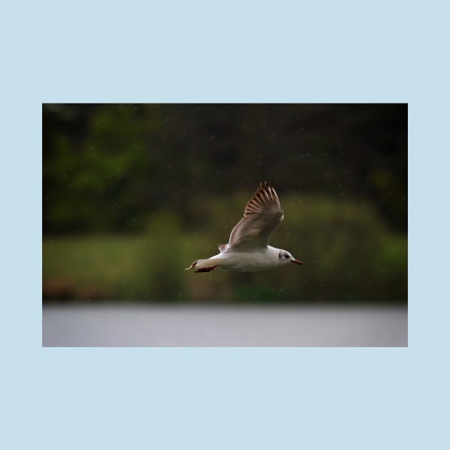 Gull flying in rain by Violaman