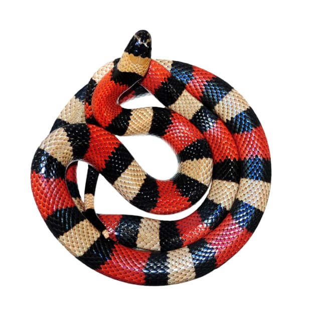 Milk snake by Elonium