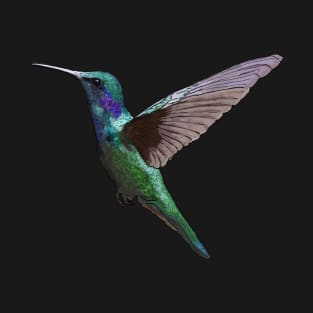 Green Violetear Hummingbird Detailed Illustration T-Shirt