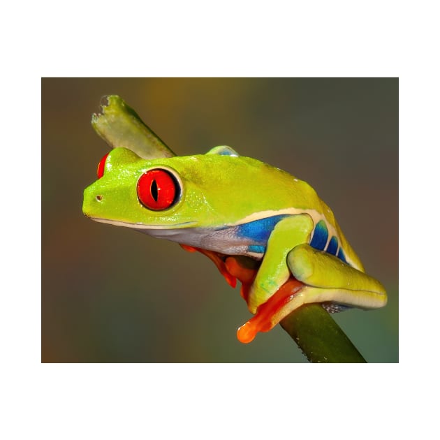 Red Eye Tree Frog 2 by jforno