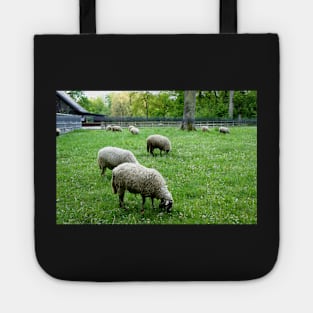 Sheep grazing in Lausanne, Switzerland Tote